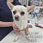 경북 성주군 치와와 유기견 입양 정보