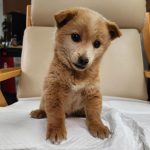 경북 상주시 믹스견 유기견 입양 정보