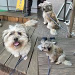 충남 예산군 믹스견 유기견 입양 정보