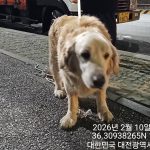 대전 서구 골든 리트리버 유기견 입양 정보