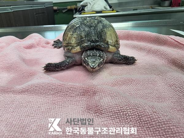 서울 중구 기타축종 유기견 입양 정보