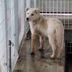 전남 완도군 믹스견 유기견 입양 정보