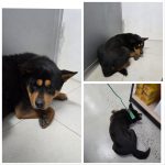 충남 당진시 믹스견 유기견 입양 정보