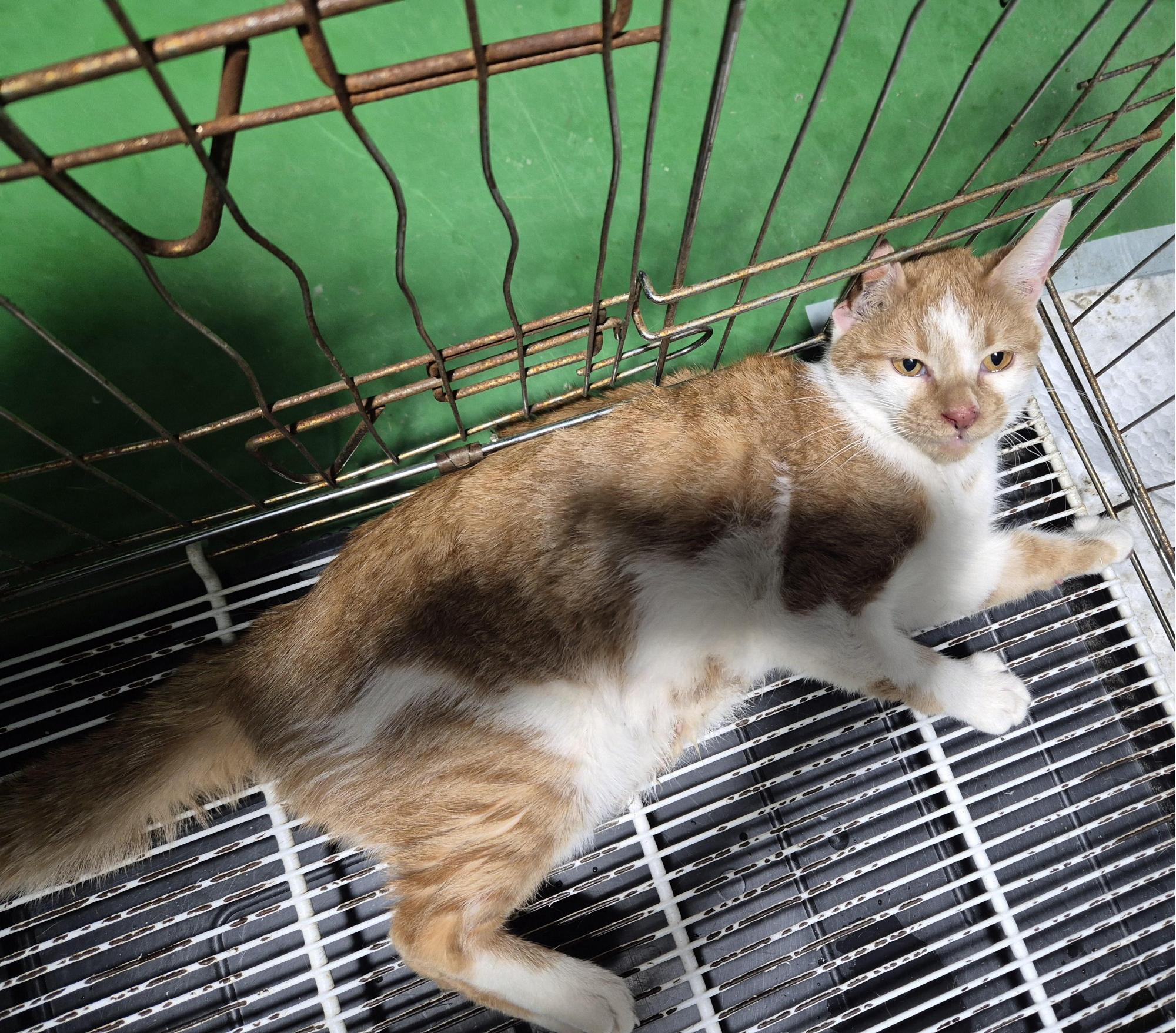한국 고양이
