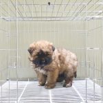 경기도 이천시 믹스견 유기견 입양 정보