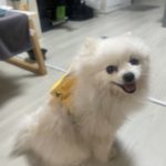 광주 서구 포메라니안 유기견 입양 정보