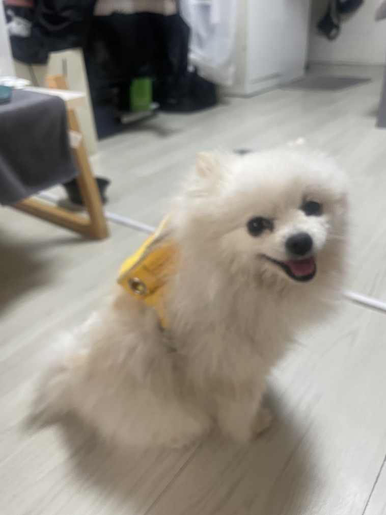 광주 서구 포메라니안 유기견 입양 정보