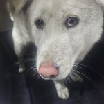 전남 순천시 믹스견 유기견 입양 정보