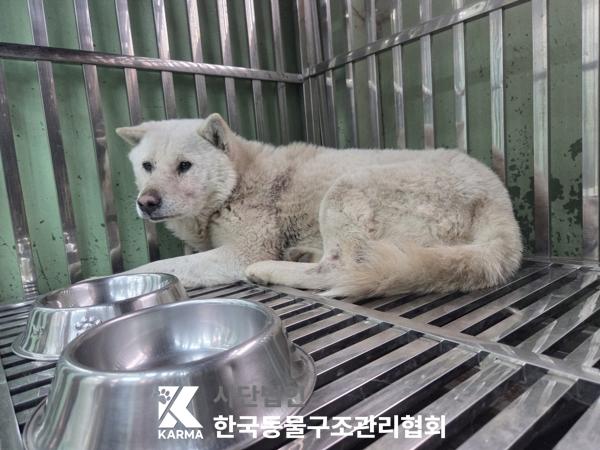 경기도 파주시 믹스견 유기견 입양 정보