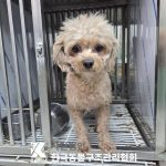 서울 금천구 푸들 유기견 입양 정보