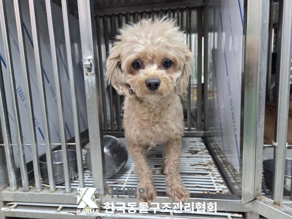서울 금천구 푸들 유기견 입양 정보