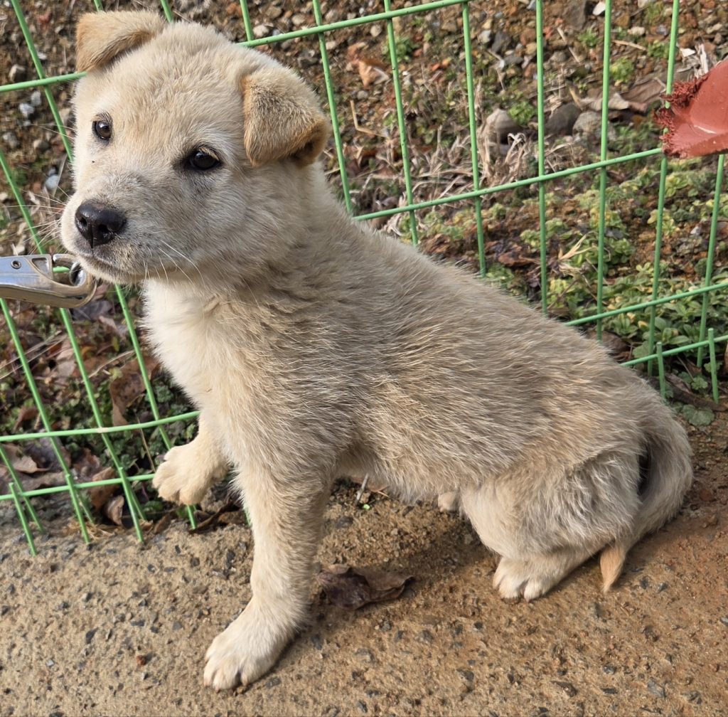 전남 보성군 믹스견 유기견 입양 정보