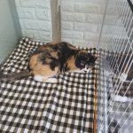 강원특별자치도 속초시 한국 고양이 유기견 입양 정보