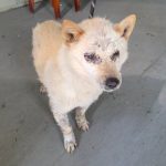 부산 강서구 믹스견 유기견 입양 정보