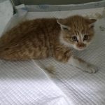 대구 남구 한국 고양이 유기견 입양 정보