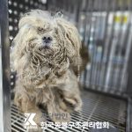 경기도 연천군 믹스견 유기견 입양 정보