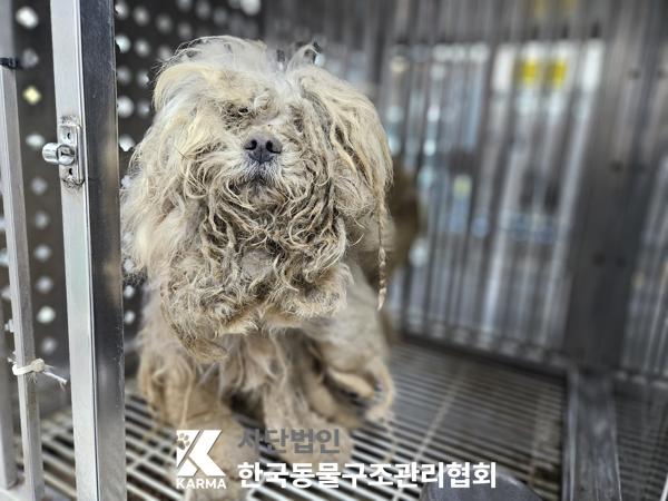믹스견