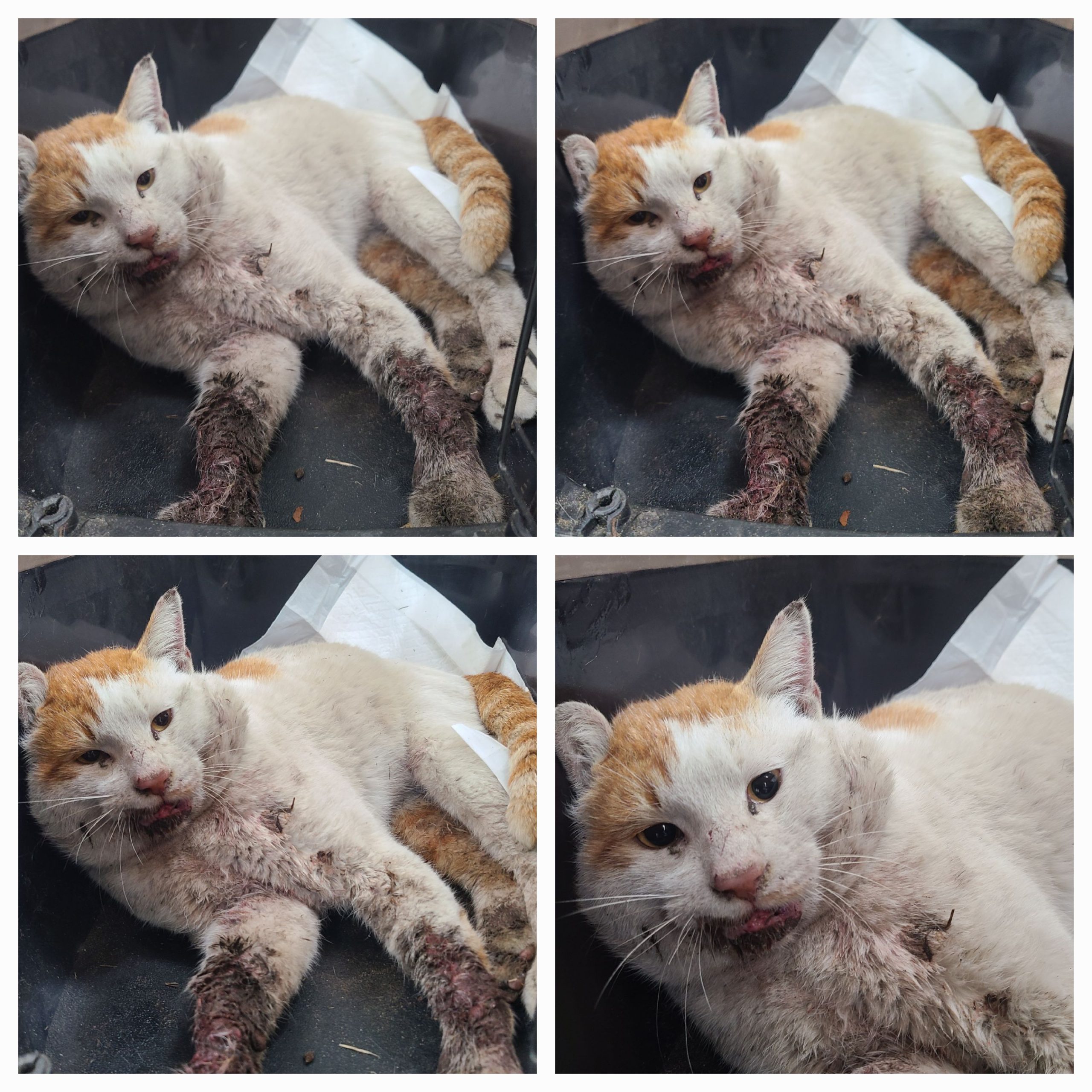 한국 고양이