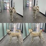 경북 구미시 믹스견 유기견 입양 정보