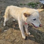 전북특별자치도 부안군 믹스견 유기견 입양 정보