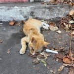 부산 동구 한국 고양이 유기견 입양 정보