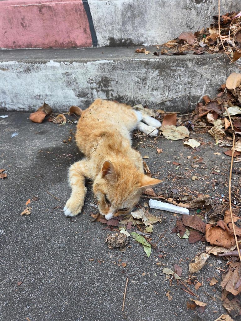 부산 동구 한국 고양이 유기견 입양 정보
