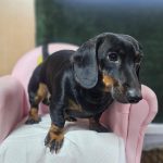 경남 창원시 의창성산구 스탠다드 닥스훈트 유기견 입양 정보