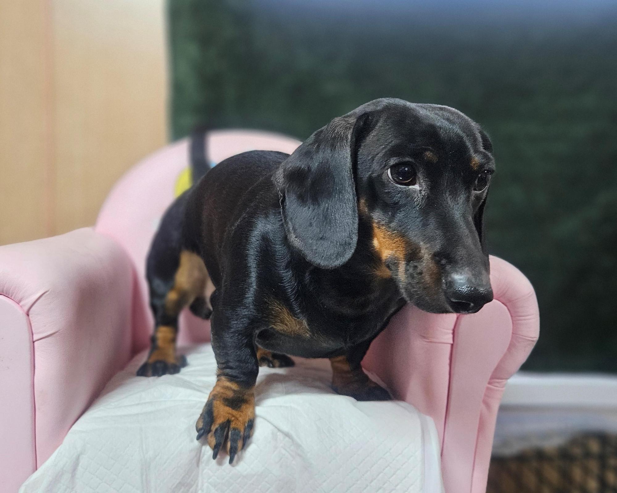 스탠다드 닥스훈트