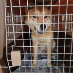 인천 중구 진도견 유기견 입양 정보