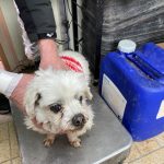 경북 영주시 말티즈 유기견 입양 정보