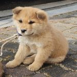 강원특별자치도 원주시 믹스견 유기견 입양 정보