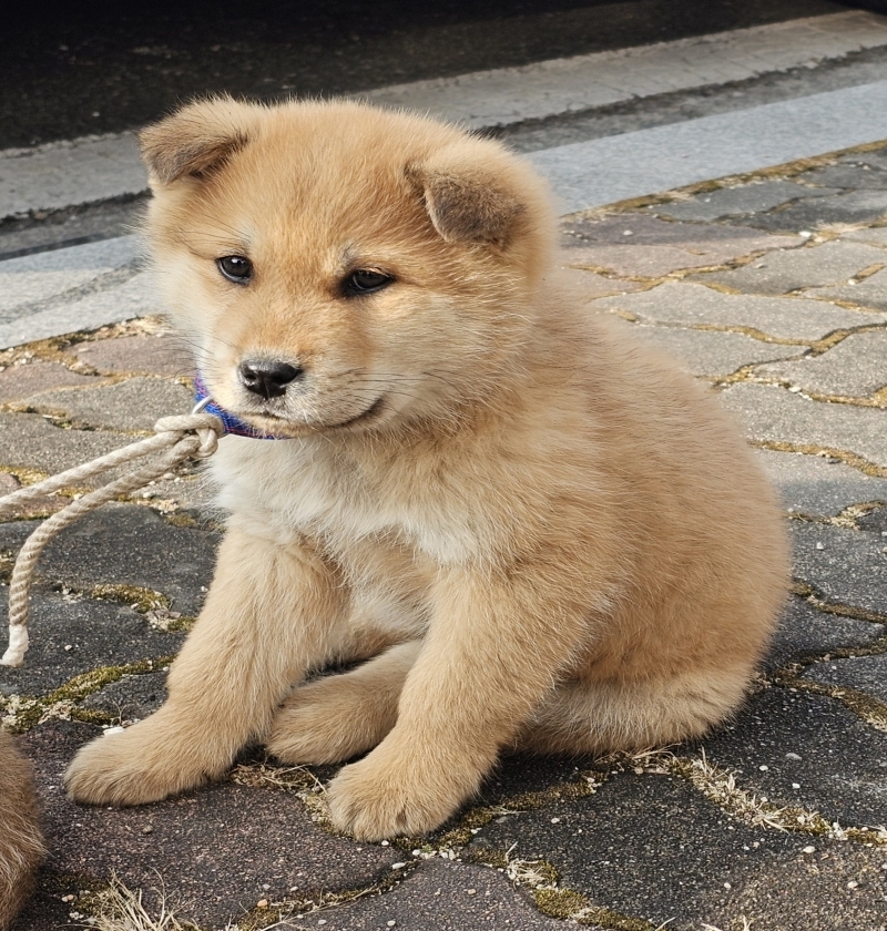 강원특별자치도 원주시 믹스견 유기견 입양 정보