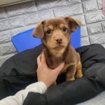 인천 서구 래빗 닥스훈트 유기견 입양 정보