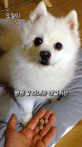 동물병원 산책