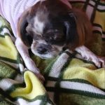 경남 김해시 요크셔 테리어 유기견 입양 정보