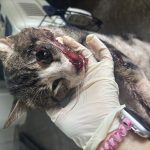 부산 동래구 믹스묘 유기견 입양 정보