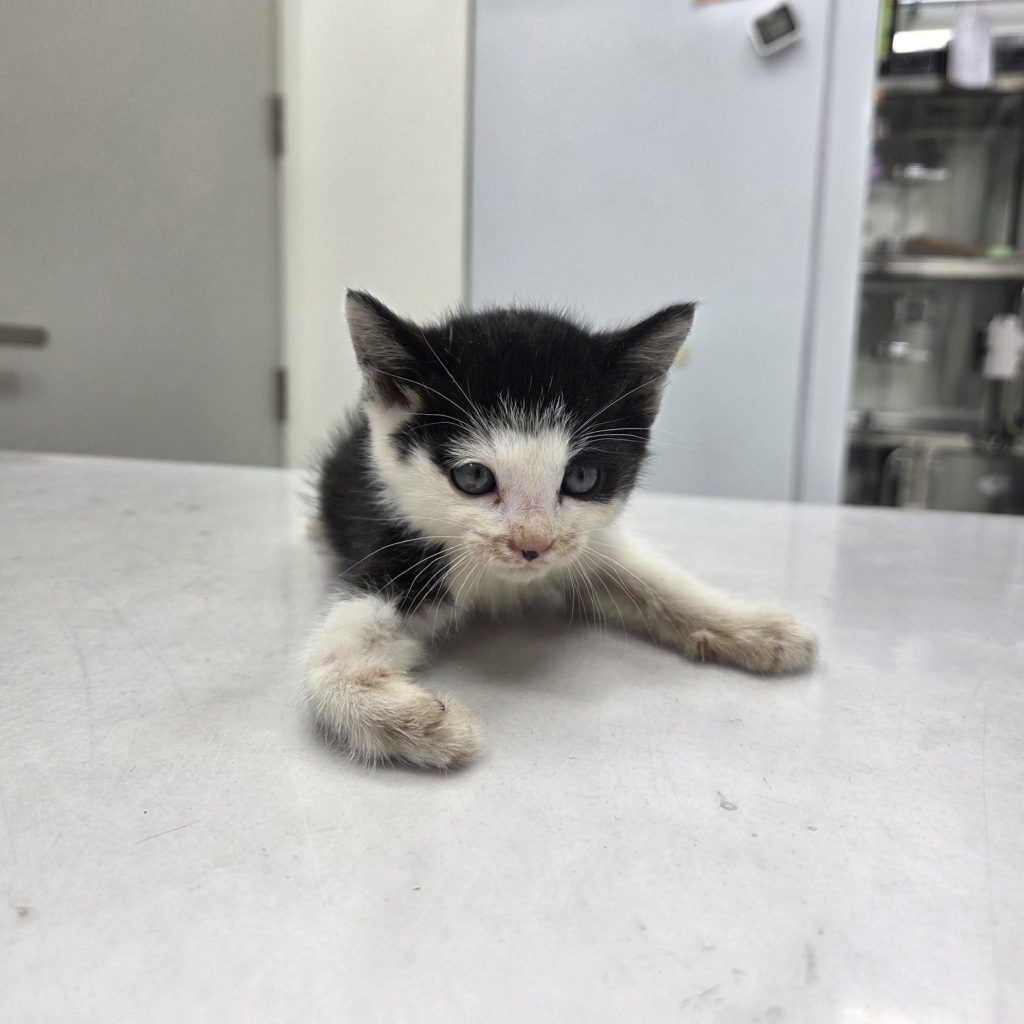 경기도 부천시 한국 고양이 유기견 입양 정보