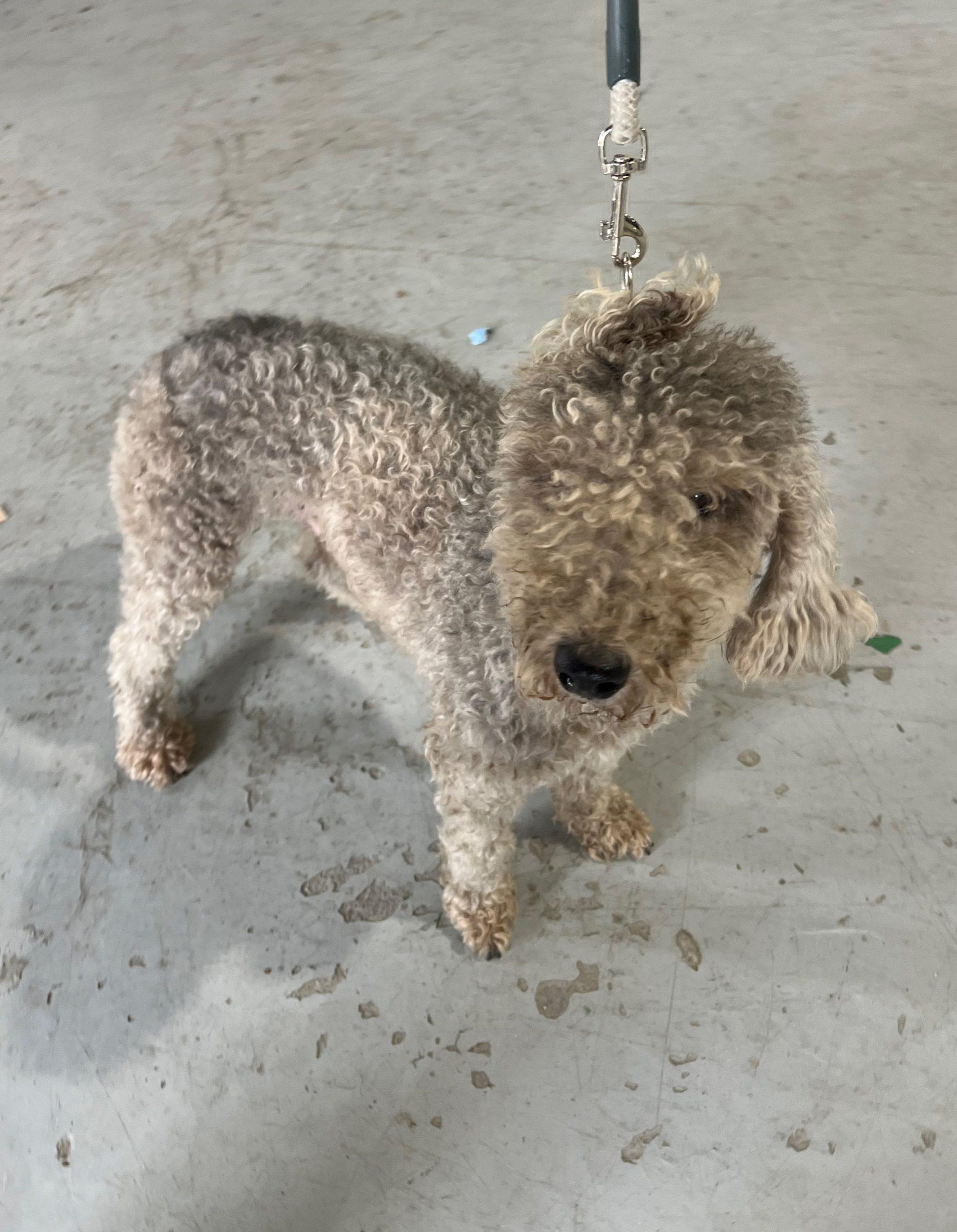푸들