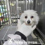 서울 구로구 스피츠 유기견 입양 정보