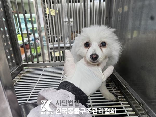 서울 구로구 스피츠 유기견 입양 정보