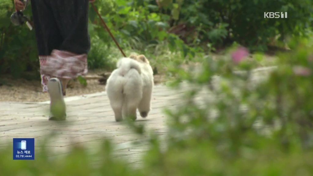 폭염에 반려 강아지 건강도 비상…열사병·화상 주의보