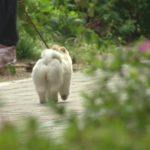 폭염에 반려 강아지 건강도 비상…열사병·화상 주의보 폭염에 반려 강아지 건강도 비상…열사병·화상 주의보