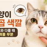 고양이 눈곱 색깔이 평소와 다를 때 살펴볼 부분